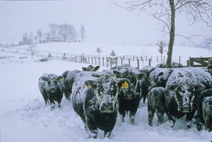 Bétail, Comté de Fauquier, VA, hiver, neige, 2006 (photo) - Kenneth Garrett