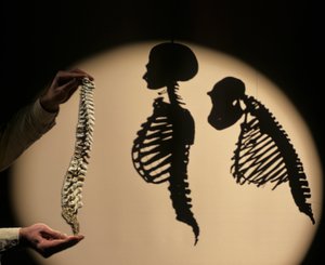 Les premiers pas, reconstruction de la colonne vertébrale, Bruce Latimer, Cleveland Museum of Natural History - Kenneth Garrett