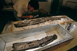 Dr. Matthew Adams inspecte une planche de bateau en bois dans le laboratoire, bois dur, non cèdre, d