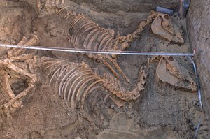 Fouilles des restes de dix ânes à côté d