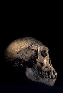 Crâne trouvé à Dmanisi, Dmanisi, Géorgie, site de l