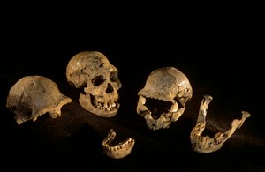 Crânes et mandibules de Dmanisi, Dmanisi, Géorgie, site Homo Erectus - Kenneth Garrett