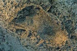 pieds anthropomorphes, traces de Laetoli, DOH; Les Premiers Pas, 3,6 millions d