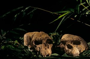 Crânes de Yunxian, grotte de Zhoukoudian, Chine, 2008 (photo) - Kenneth Garrett