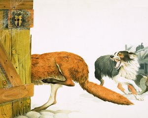 Un chien collie chasse un renard