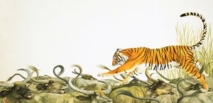 Un tigre courant sur le dos des buffles