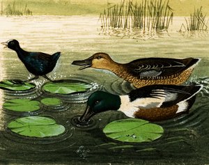 Canards et drakes