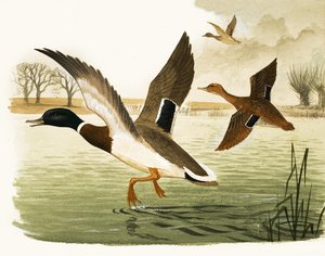 Canards et drakes