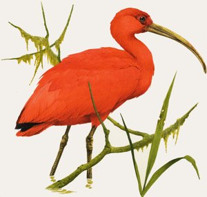 I comme Ibis - Kenneth Lilly