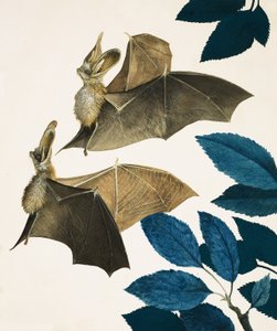 La chauve-souris à longues oreilles - Kenneth Lilly