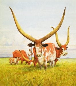 Les plus longues cornes ! ... Appartenant au bétail à longues cornes Bahima de l