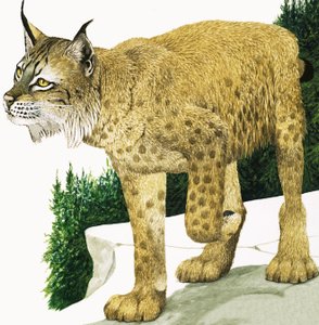 Le lynx