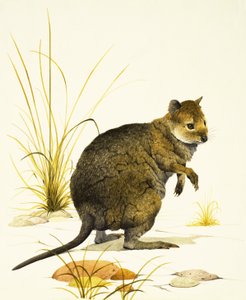 Le Quokka d