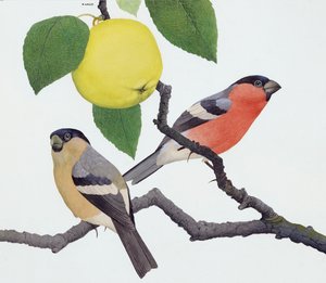 Le bouvreuil (gouache sur papier)