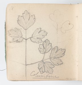 Page de carnet de croquis : Colombine - Kenyon Cox