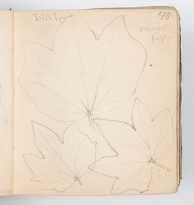 Page de carnet de croquis : Feuilles de lierre irlandais - Kenyon Cox