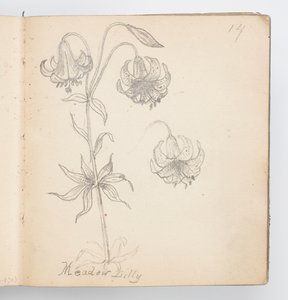 Page de carnet de croquis : Lys des prés - Kenyon Cox
