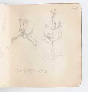 Page de carnet de croquis : Esquisse de fleur - Kenyon Cox