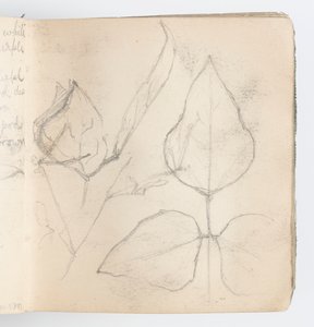 Page de carnet de croquis : Étude de feuilles - Kenyon Cox