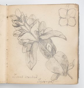 Page de carnet de croquis : Syringa odorant - Kenyon Cox