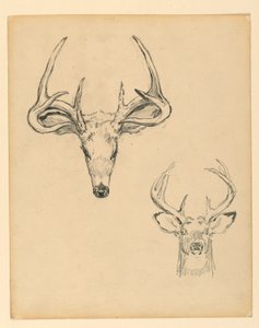 Étude de Tête de Cerf - Kenyon Cox