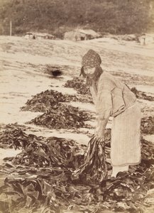 Femme Aïnou récoltant des algues, vers 1900 - Kenzô Tamoto