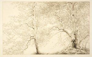 Birches