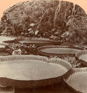 Lys Thureza, Jardin Botanique, Hambourg, Allemagne, 1895 - Keystone View Company