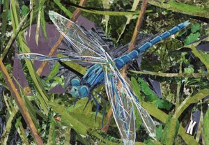 Libellule bleue - Kirstie Adamson