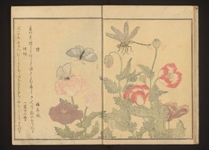 Papillons et libellule près des coquelicots - Kitagawa Utamaro