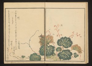 Ver de terre et grillon noir sur saxifrage rampant - Kitagawa Utamaro