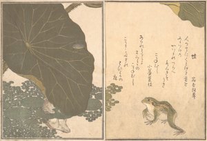 Grenouille Kaeru, Scarabée d