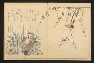 Canard colvert et martin-pêcheur - Kitagawa Utamaro