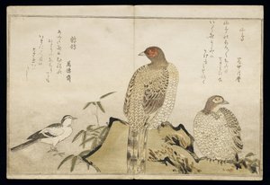 Deux faisans de cuivre et une bergeronnette, d
