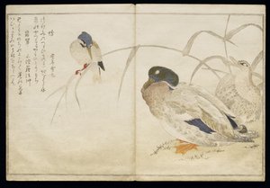 Deux canards sauvages et un martin-pêcheur commun, de l