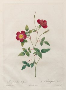 Rosa Indica Stelligera - Kitagawa Utamaro