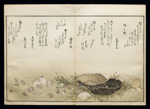 Shiohi no tsuto (Cadeaux de la marée descendante), connu sous le nom de Livre des coquillages, 1789 - Kitagawa Utamaro