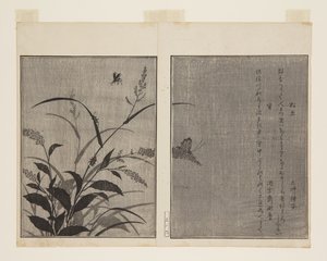Grillon des arbres (Matsumushi) et luciole (Hotaru) - Kitagawa Utamaro