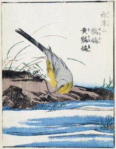 Oiseau. Dessin japonais par Kitao Kosuisai