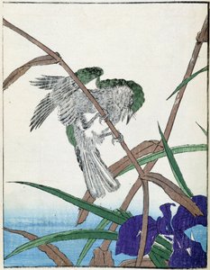Oiseau sur un arbre. Dessin japonais de Kitao Kosuisai - Kitao Shigemasa