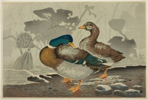 Un couple de canards près d