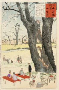 Koganei, fleurs de cerisier
