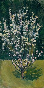 Petit arbre en fleurs