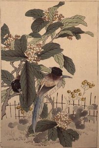 Oiseaux à queue bleue parmi les fleurs de Bunrei Kacho Gafu, pub. 1885 - Kono Bairei