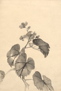 Branche de bégonia en fleur - Kono Bairei