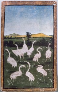 Hérons dans un champ, l