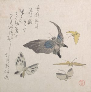 Papillons, 19ème siècle - Kubo Shunman