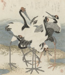 Grues près de l