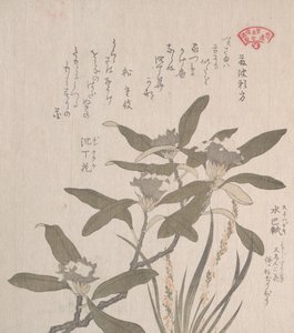 Daphne odora et Mojisuri-so, 19ème siècle - Kubo Shunman