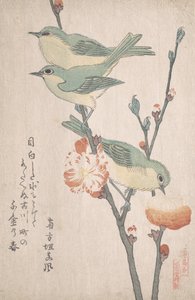 Mésanges japonaises sur une branche de pêcher